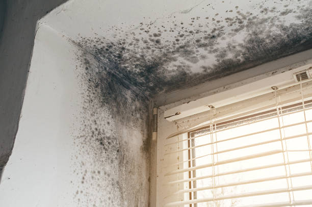 Affordable Hvac And Air Duct Mold Remediation solutions in Chelsea, MI